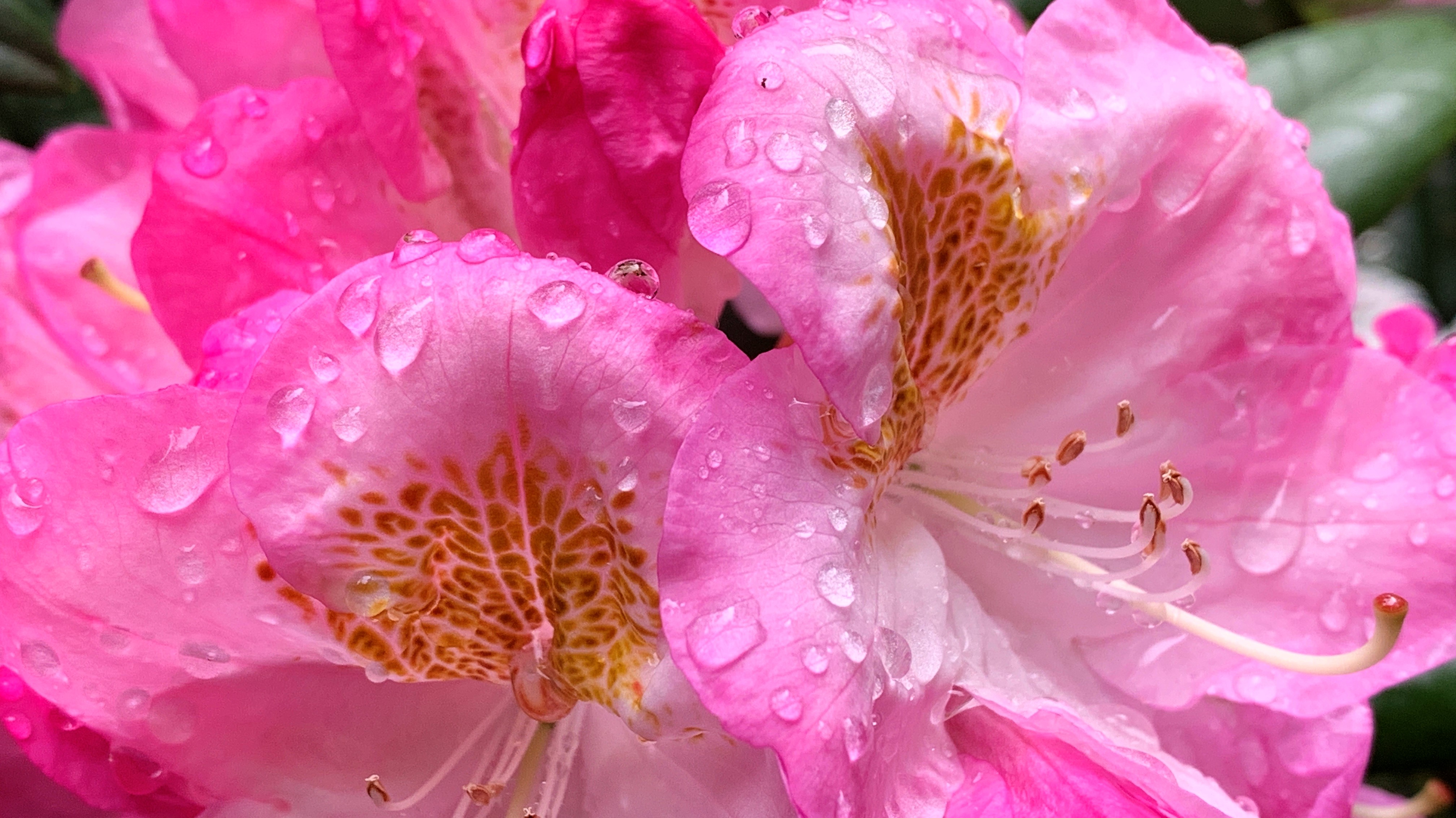 FLOWER 17